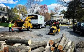 Best Commercial Tree Services  in Miami, AZ