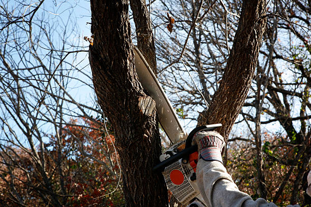 How Our Tree Care Process Works  in  Miami, AZ